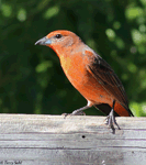 Hepatic Tanager 1 - Piranga flava