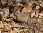 Northern Cardinal 8(female) - Cardinalis cardinalis