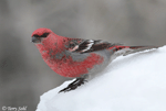 Pine Grosbeak 10 - Pinicola enucleator