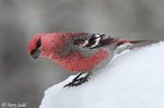 Pine Grosbeak 11 - Pinicola enucleator