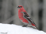 Pine Grosbeak 12 - Pinicola enucleator