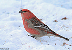 Pine Grosbeak 14 - Pinicola enucleator