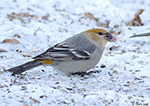 Pine Grosbeak 15 - Pinicola enucleator