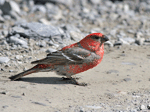 Pine Grosbeak 2 - Pinicola enucleator