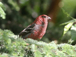 Pine Grosbeak 4 - Pinicola enucleator