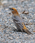 Pine Grosbeak 6 - Pinicola enucleator