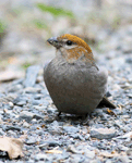 Pine Grosbeak 7 - Pinicola enucleator