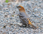 Pine Grosbeak 8 - Pinicola enucleator