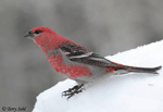Pine Grosbeak 9 - Pinicola enucleator