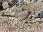 Pyrrhuloxia - Cardinalis sinuatus