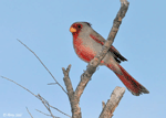 Pyrrhuloxia - Cardinalis sinuatus