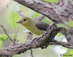 Scarlet Tanager 11 - Piranga olivacea