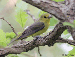 Scarlet Tanager 12 - Piranga olivacea