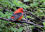 Scarlet Tanager 13 - Piranga olivacea
