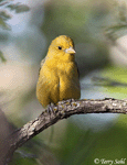 Scarlet Tanager 4 - Piranga olivacea