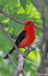 Scarlet Tanager 5 - Piranga olivacea