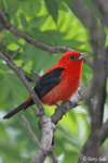 Scarlet Tanager 6 - Piranga olivacea