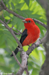Scarlet Tanager 7 - Piranga olivacea