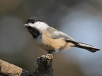 Black-capped Chickadee 12 - Poecile atricapilla