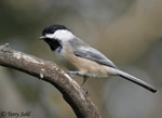 Black-capped Chickadee 13- Poecile atricapilla