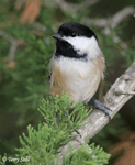 Black-capped Chickadee 15 - Poecile atricapilla