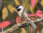 Black-capped Chickadee 21 - Poecile atricapilla