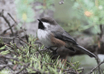Boreal Chickadee -   Poecile hudsonicus