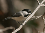 Carolina Chickadee - Poecile carolinensis