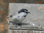 Mountain Chickadee - Poecile gambeli