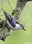 White-breasted Nuthatch - Sitta carolinensis
