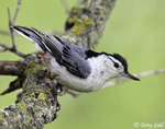 White-breasted Nuthatch - Sitta carolinensis