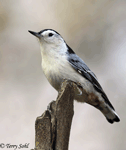 White-breasted Nuthatch - Sitta carolinensis