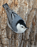 White-breasted Nuthatch - Sitta carolinensis