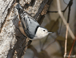 White-breasted Nuthatch - Sitta carolinensis