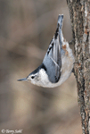 White-breasted Nuthatch - Sitta carolinensis