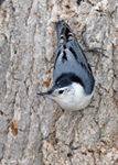 White-breasted Nuthatch - Sitta carolinensis