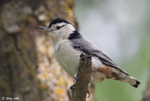 White-breasted Nuthatch - Sitta carolinensis