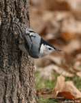 White-breasted Nuthatch - Sitta carolinensis