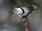 White-breasted Nuthatch - Sitta carolinensis
