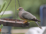 Band-tailed Pigeon - Patagioenas fasciata