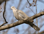 Eurasian Collared Dove - Streptopelia decaocto