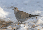 Eurasian Collared Dove - Streptopelia decaocto