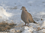 Eurasian Collared Dove - Streptopelia decaocto