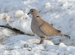 Eurasian Collared Dove - Streptopelia decaocto