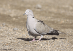 Eurasian Collared Dove - Streptopelia decaocto