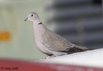 Eurasian Collared Dove - Streptopelia decaocto
