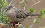 Inca Dove 5 - Columbina inca