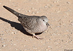 Inca Dove 6 - Columbina inca