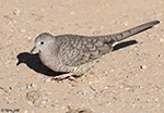 Inca Dove 7 - Columbina inca