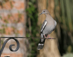 White-winged Dove 3 - Zenaida asiatica